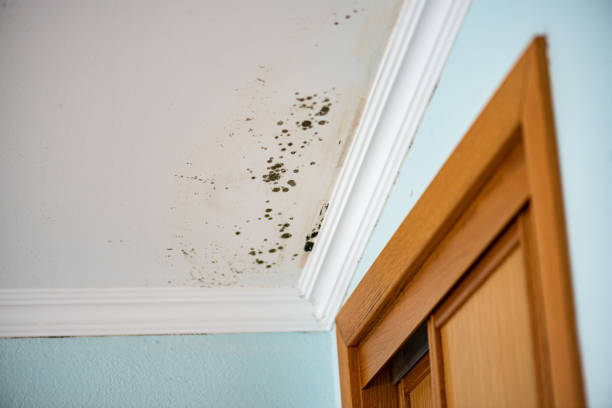 Mold Testing and Removal in Auburn, GA