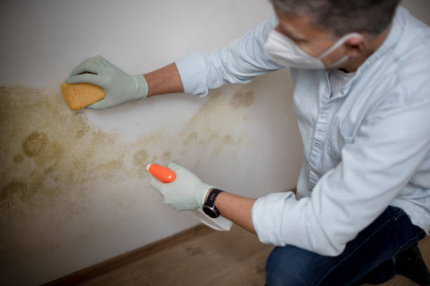 Best Emergency Mold Removal  in Auburn, GA
